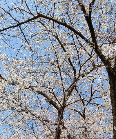 龍巌淵の桜[令和7年(2025年)4月5日]