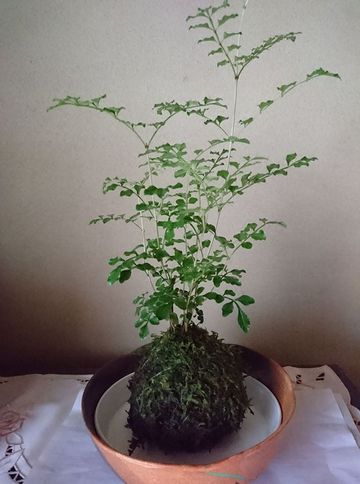 秋土用、立冬、ヨガ。