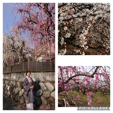 花、満開！
