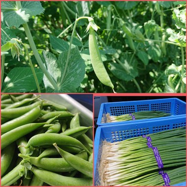 令和、ヨガはじめませんか？　野菜直売もしています