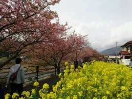 河津桜を見納めに
