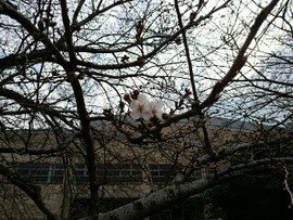 桜はまだ先のようです。
