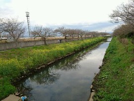 桜はまだ先のようです。