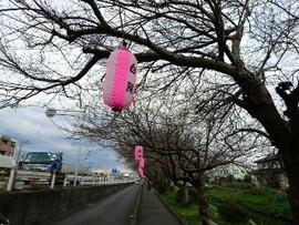 桜はまだ先のようです。