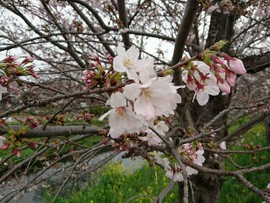 花曇り