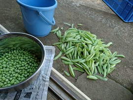 茶畑と野菜