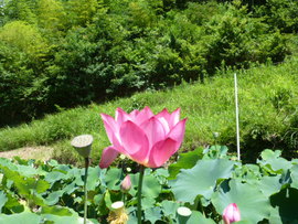 蓮華座とハスの花