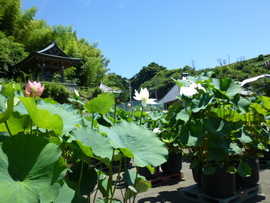 蓮華座とハスの花