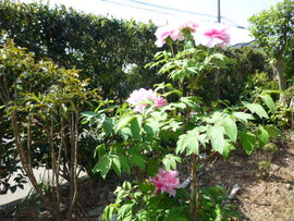 花にあふれる季節