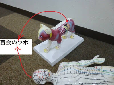 ネコやイヌもお疲れ。ツボ押しでコリほぐしてあげてね。