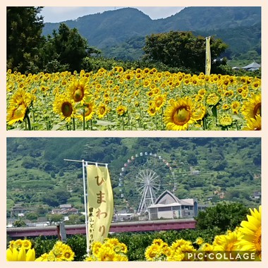 8月のヨガの日程 8月のヨガの日程
