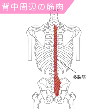 腰痛の人の80%は背骨の筋肉を使うと改善される 腰痛の人の80%は背骨の筋肉を使うと改善される