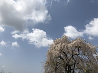 満開の桜に思う 2018/04/02 17:07:06