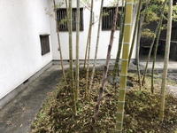 タケノコから竹へ 2018/04/24 14:48:39