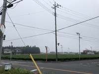 茶と霧 2018/05/18 15:01:40