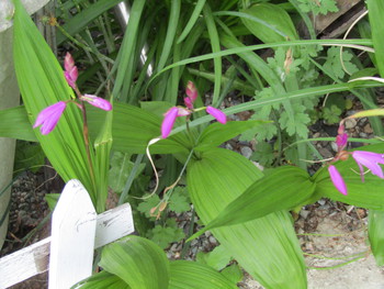 庭に植えたシランとエビネの花が咲きました