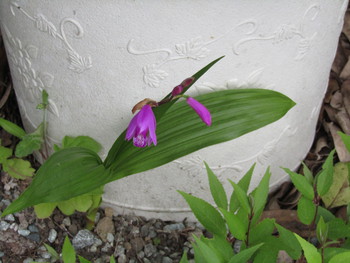 庭に植えたシランとエビネの花が咲きました