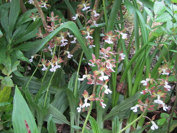 庭に植えたシランとエビネの花が咲きました