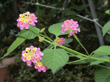 切り戻したランタナが育って花を咲かせました ロックハウスポパイ