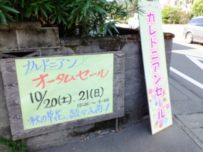 カレドニアンオータムセール(1)。