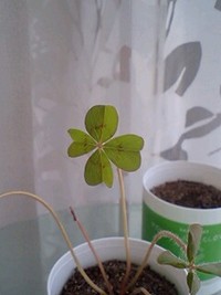 幸せの・・・