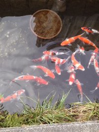 こい