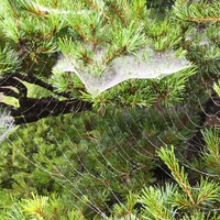 霧雨と蜘蛛の巣
