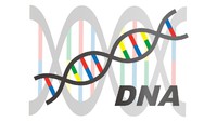 500万年前の遺伝子に何が起きた？
