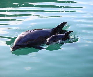 イルカの赤ちゃんを見に行こう！(下田海中水族館）