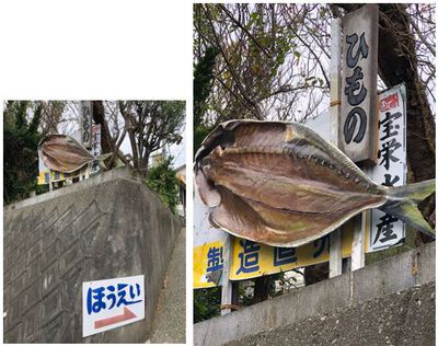 11/16（土）下田を遊ぶ学ぶ講座②干物づくり体験を見学♪