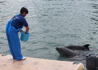 11/ 1　水族館へイルカの赤ちゃんを見に行ってきました