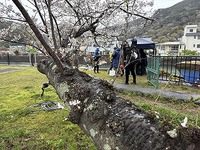 満開の桜の下を音もなく…. カヤック ♫ ♪…. 4月6日(日)