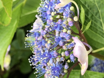 ガクアジサイの中性花がカワイイ！