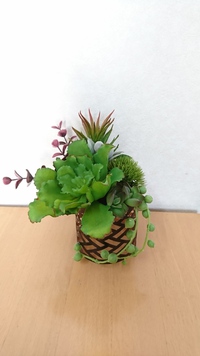 多肉植物のアレンジ。