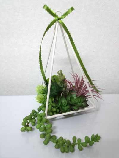 釣り多肉植物。