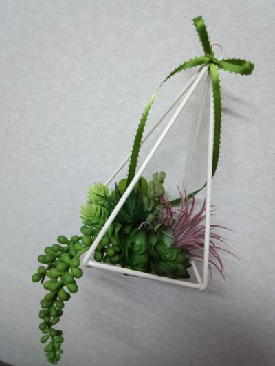 釣り多肉植物。