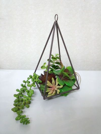釣る多肉植物。