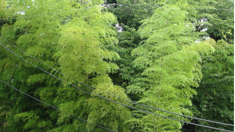 となりの竹林
