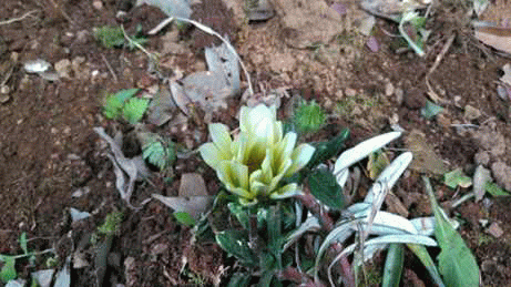 庭の花