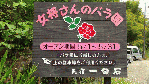 女将さんのバラ園