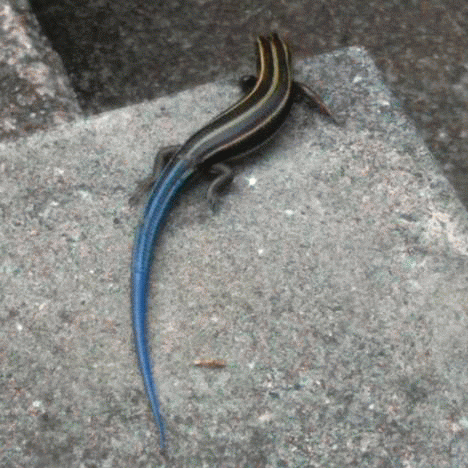 庭の生き物