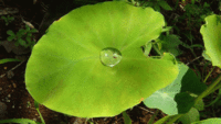 サトイモ葉の水滴 2020/08/29 23:14:17