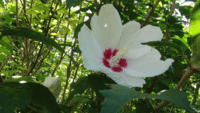 ★暑さの中の花★ 2020/08/31 08:24:36