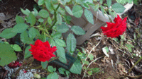 ★今日の小バラ★今年７回目の開花 2021/10/09 21:50:35