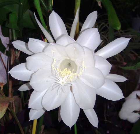 ★月下美人再開花★