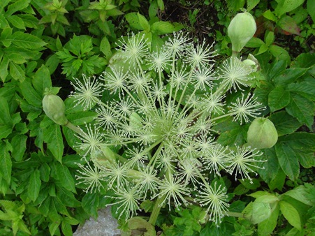 伊吹山のお花畑★