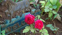 小バラの二個目の花 2020/08/15 14:41:19