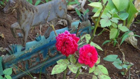 小バラの二個目の花