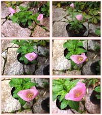 ★咲いた月見草★
