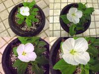 ★咲いた月見草★
